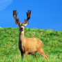 icon HD Deer Wallpapers