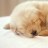 icon com.saubcy.games.puzzle.oscardme.Puppy 1.23