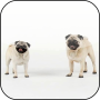 icon Mops Video 3D Wallpaper