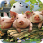 icon Little Pig Wallpaper 1.5