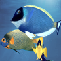 icon Happy Fish 3D