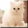 icon Cute Kittens Live Wallpaper voor ZTE Small Fresh 5s