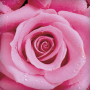 icon Rose