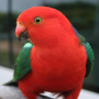 icon Talking Parrot Free LWP voor Motorola Moto Green Pomelo