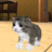 icon Kitten Cat Simulator 2.0.1