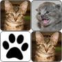 icon Memory Cats