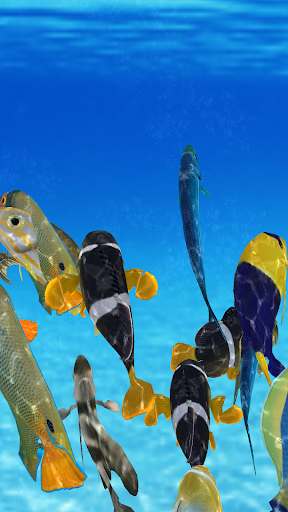 Happy Fish 3D