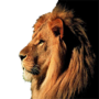 icon اصوات الحيوانات voor Konka S5 Plus