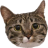 icon Cat Teaser 1.1