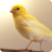 icon Canary Sounds 6.6.9