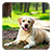 icon Labrador Live Wallpaper 2.1