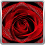 icon Red Rose Live Wallpaper