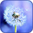 icon Dandelion Wallpaper 1.2