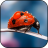 icon Awesome Ladybug Wallpaper 3.0