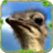 icon Furious Ostrich Simulator 3.1