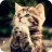 icon Cute Kitten Wallpaper 1.01