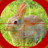 icon Rabbit Hunting 1.7