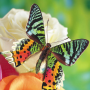 icon Butterflies Jigsaw Puzzles