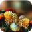 icon Autumn Flowers Live Wallpaper 1.0.4