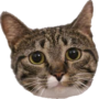 icon Cat Teaser