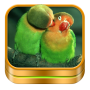 icon Bird Ringtones and Wallpapers