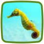 icon Seahorse Live Wallpaper