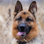 icon German Shepherds Wallpapers