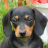 icon dachshund wallpaper 10.02