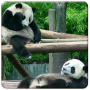 icon Panda Live Wallpapers voor Xgody S14