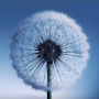 icon Dandelion Live Wallpaper voor LG X Skin