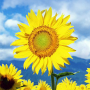 icon Sunflower