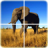 icon Animal Puzzle 1.2.5