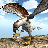 icon American Falcon Wild Sim 2016 2.0