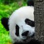 icon Panda de combat