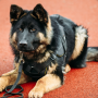 icon Fantastic Police Dog